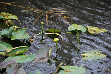 Everglades National Park, Florida