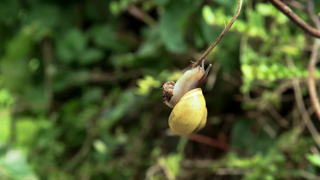 Yellow garden snail holding on to a branch, blowing in the wind. UK