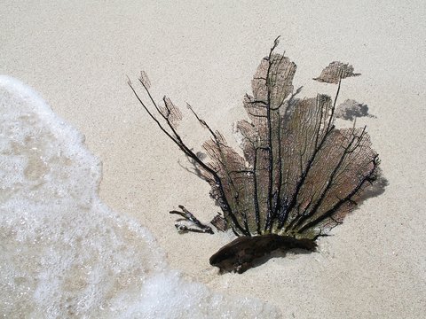 Black coral on the white beach with sea water. Tropical paradise beach scene with black coral and fine white sand. Part of the reef lying on the sandy shore. Picture from vacation with black coral.