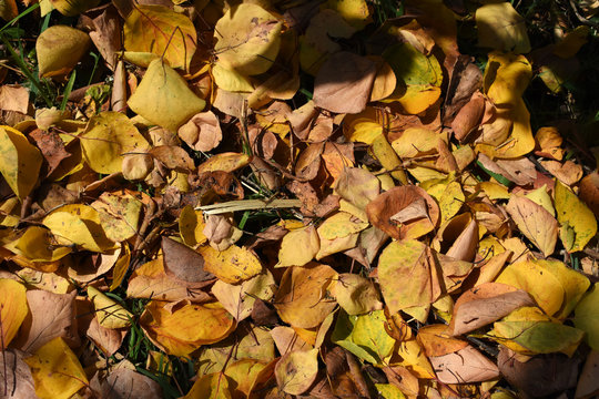 Fondo de hojas de otoño en colores amarillo, marrón y naranja. Al aire libre. Imagen de fondo colorida de las hojas de otoño caídas perfectas para uso estacional.