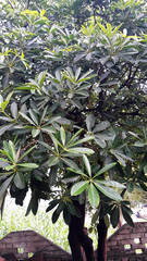 Closeup of a plant in the garden