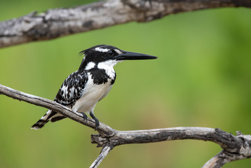 A pied kingfisher - Ceryle rudis - on the lookout for prey in the Kruger National Park in South Africa