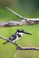 A pied kingfisher - Ceryle rudis - on the lookout for prey in the Kruger National Park in South Africa