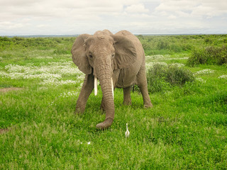 Elefanten im Nationalpark Tsavo Ost und Tsavo West in Kenia