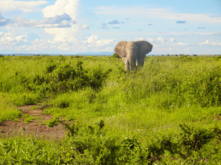 Elefanten im Nationalpark Tsavo Ost und Tsavo West in Kenia