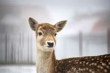 Red deer in snow