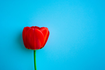 Beautiful red tulips top view on trendy 2020 blue background with copyspace. Celebration, postcard template for mother day, women day, valentine, toned