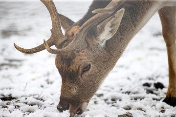 Red deer in snow