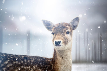 Red deer in snow