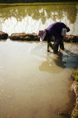 Farmer planting rice in the rainy season
