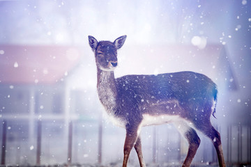 Red deer in snow