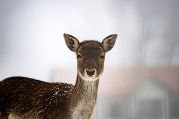 Red deer in snow