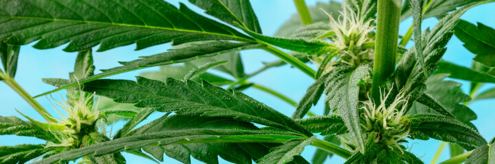 Cannabis plant, almost ready for harvesting, with white stigmas and trichomes beginning to appear, home growing marijuana, panoramic shot