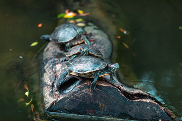 Turtles on the log in the pond