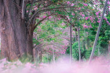 pink trumpet tree or Tabebuia rosea in thailand