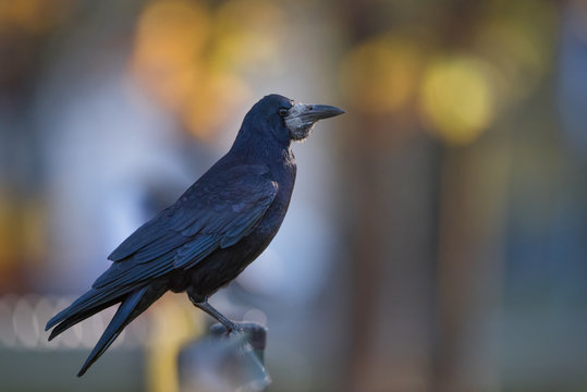 Rook perching on a fence in a park in backlight