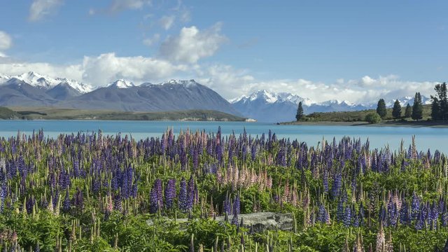 Time lapse of a calm Lake Tekapo in the Mackenzie Basin, Canterbury, New Zealand. Pink and purple flowering lupins in the foreground, and the snow-capped Southern Alps in the background.
