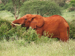 Elefanten im Nationalpark Tsavo Ost und Tsavo West in Kenia