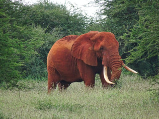 Elefanten im Nationalpark Tsavo Ost und Tsavo West in Kenia