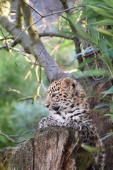 Adorable Amur leopard cub at the zoo