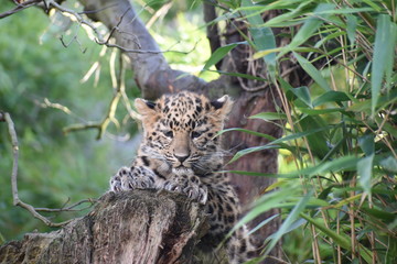 Fototapeta na wymiar Adorable Amur leopard cub at the zoo