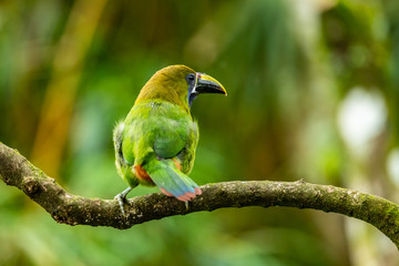 The Crimson-rumped Toucanet, Aulacorhynchus haematopygus perched on the branch in rain forest in Ecuador, dark scene with green color.