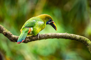 The Crimson-rumped Toucanet, Aulacorhynchus haematopygus perched on the branch in rain forest in Ecuador, dark scene with green color.