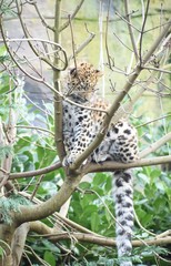 Adorable Amur leopard cub at the zoo