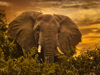 Elefanten im Nationalpark Tsavo Ost und Tsavo West in Kenia