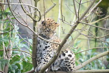 Adorable Amur leopard cub at the zoo