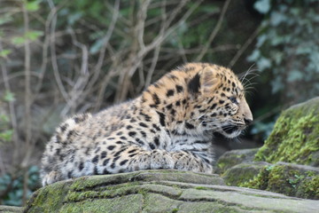 Adorable Amur leopard cub at the zoo