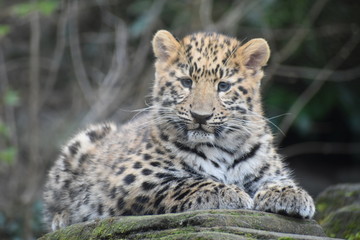 Fototapeta na wymiar Adorable Amur leopard cub at the zoo
