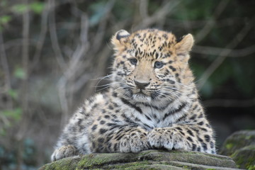 Adorable Amur leopard cub at the zoo