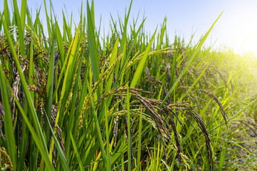 Black rice berry fields and blue sky.