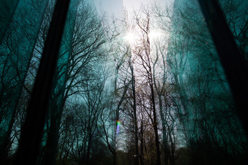 winter tree branches reflections in a glass