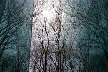 winter tree branches reflections in a glass