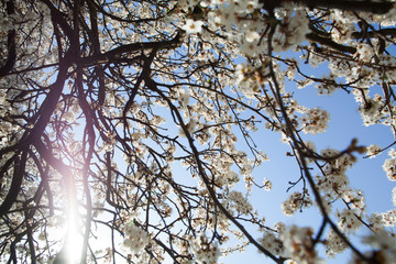 apple tree in blossom. tree branches with white flowers in the spring time.against blue sky