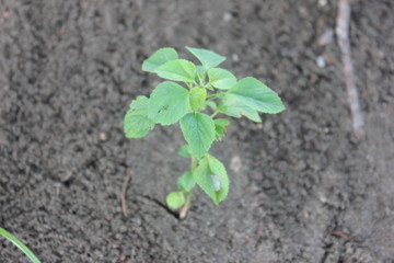 young plant on ground at pangandaran beach
