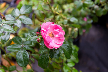 A blooming tea rose in dew drops and a bee collecting nectar.