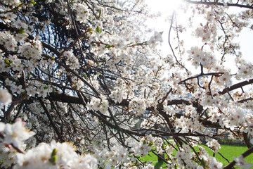 apple tree in blossom. tree branches with white flowers in the spring time.