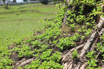 green grass in the garden
