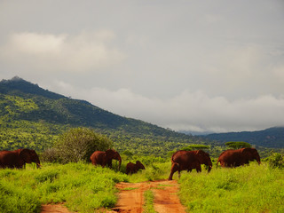 Elefanten im Nationalpark Tsavo Ost und Tsavo West in Kenia
