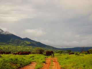 Elefanten im Nationalpark Tsavo Ost und Tsavo West in Kenia