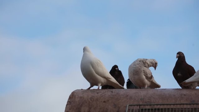 View on group of carrier pigeon