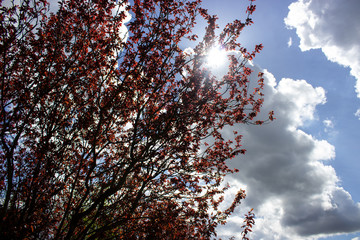 Sonne scheint durch rot blühenden Baum 