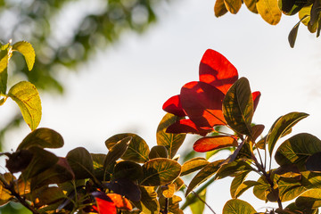 Green and red leaves backlit by the sun