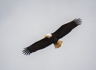 A picture of a bald eagle flying in the air.   Vancouver BC Canada