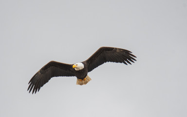 A picture of a bald eagle flying in the air.   Vancouver BC Canada