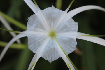 white flower on the garden