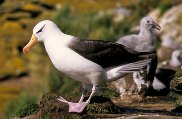 Albatros à sourcils noirs,.Thalassarche melanophris, Black browed Albatross, Iles Falkland, Iles Malouines